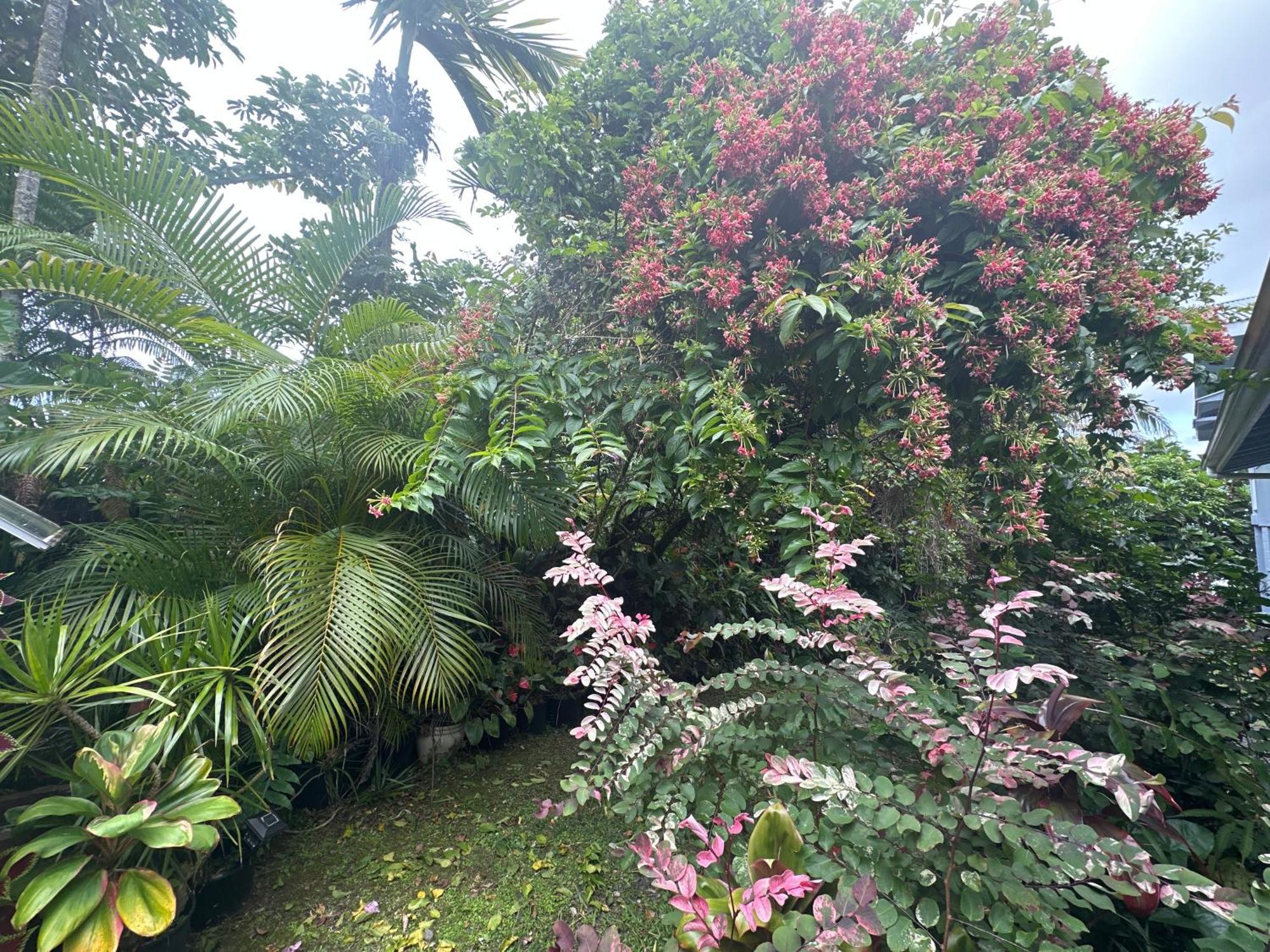 Hawaiian Ohana Home Hilo Eksteriør bilde