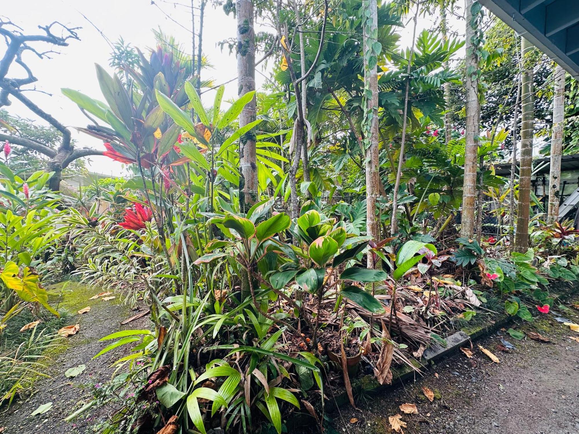 Hawaiian Ohana Home Hilo Eksteriør bilde